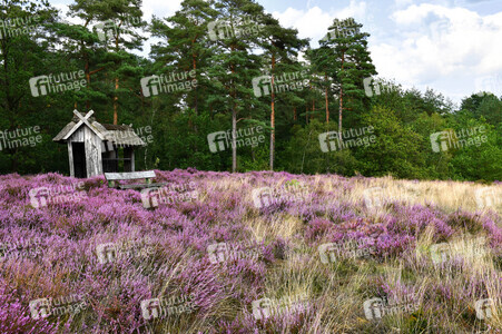 NATURE ART: Lila Heide / Purple Heather Bodypainting