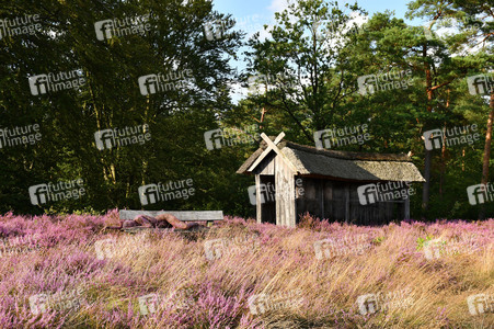 NATURE ART: Lila Heide / Purple Heather Bodypainting
