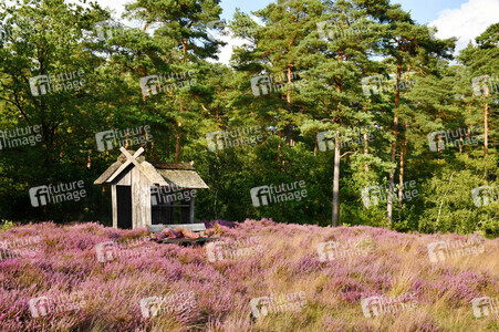 NATURE ART: Lila Heide / Purple Heather Bodypainting