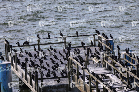 Die Seebrück Sassnitz