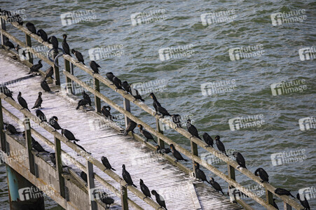 Die Seebrück Sassnitz