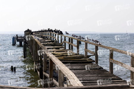 Die Seebrück Sassnitz