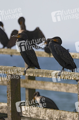 Die Seebrück Sassnitz