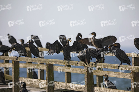 Die Seebrück Sassnitz