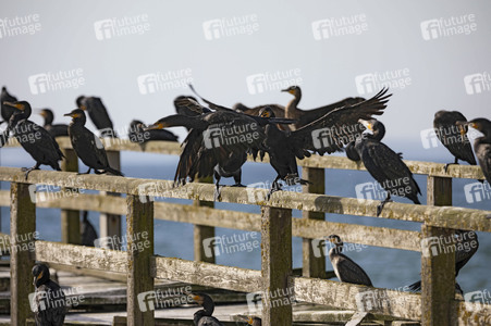 Die Seebrück Sassnitz