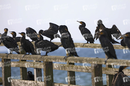 Die Seebrück Sassnitz