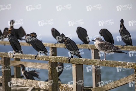Die Seebrück Sassnitz