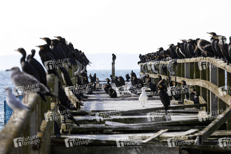 Die Seebrück Sassnitz