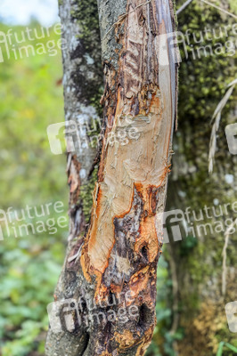 Symbolfoto Biberschäden