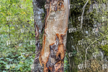 Symbolfoto Biberschäden