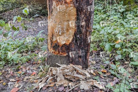 Symbolfoto Biberschäden