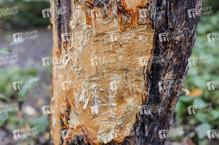 Symbolfoto Biberschäden