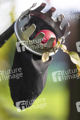 Symbolfoto Apfelernte