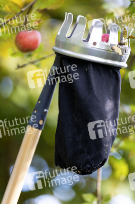 Symbolfoto Apfelernte