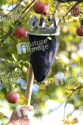 Symbolfoto Apfelernte