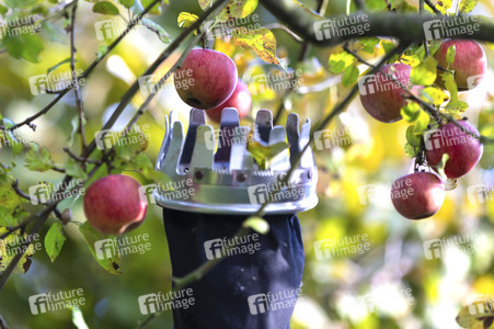 Symbolfoto Apfelernte