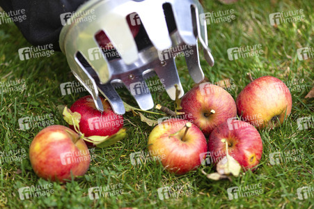 Symbolfoto Apfelernte