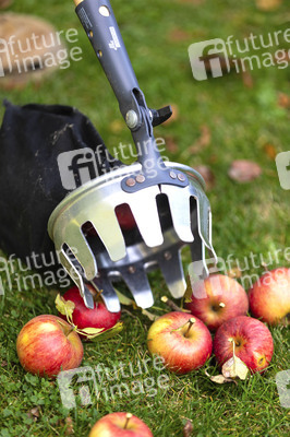 Symbolfoto Apfelernte