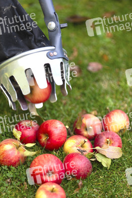 Symbolfoto Apfelernte