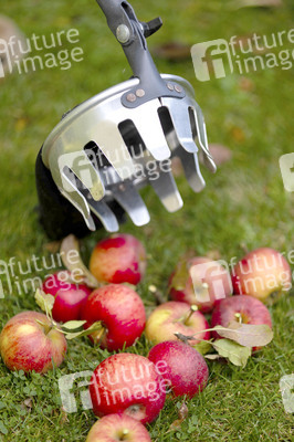 Symbolfoto Apfelernte