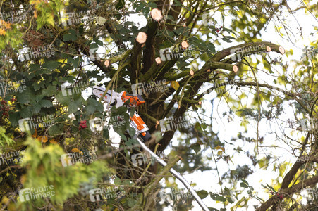 Symbolfoto Baumschnitt