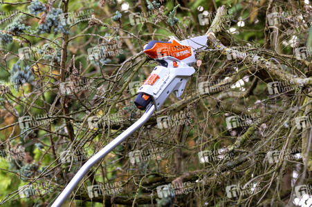 Symbolfoto Baumschnitt