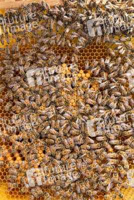 Symbolfoto Bienen