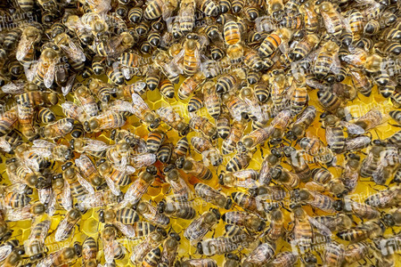 Symbolfoto Bienen