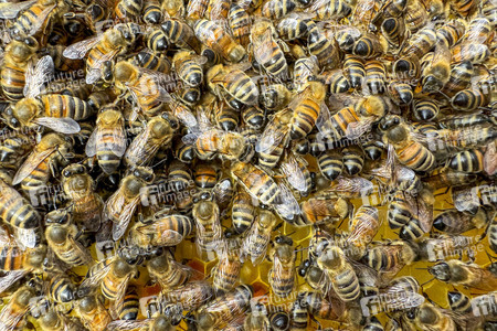 Symbolfoto Bienen