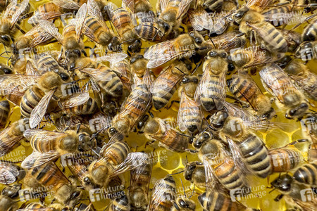 Symbolfoto Bienen