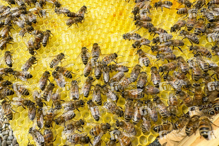 Symbolfoto Bienen