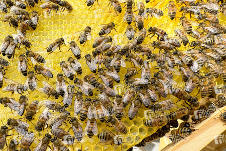 Symbolfoto Bienen
