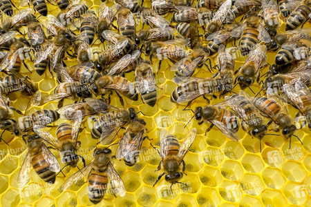 Symbolfoto Bienen