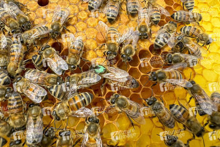 Symbolfoto Bienen