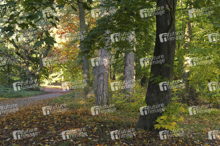 NATURE ART: Herbstlaub / Autumn Leaves Bodypainting