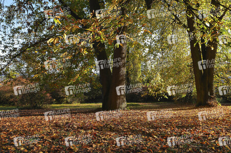 NATURE ART: Herbstlaub / Autumn Leaves Bodypainting