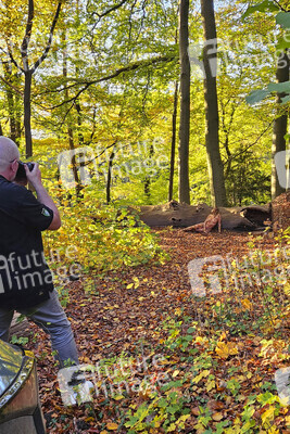 NATURE ART: Herbstlaub / Autumn Leaves Bodypainting