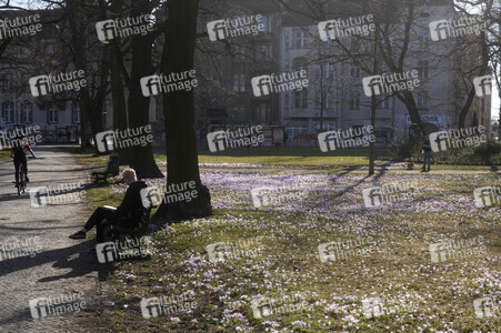 Krokusblüte in Berlin