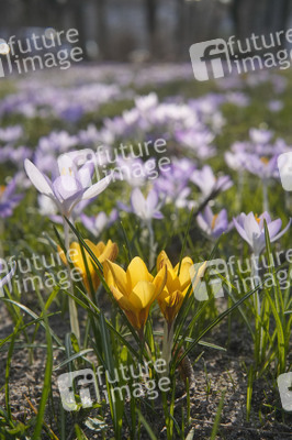 Krokusblüte in Berlin