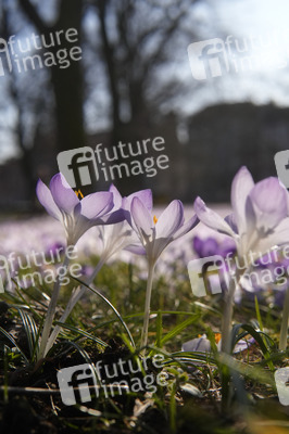 Krokusblüte in Berlin