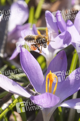 Krokusblüte in Berlin