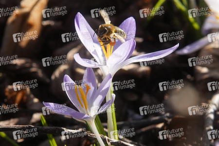 Krokusblüte in Berlin