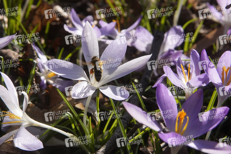 Krokusblüte in Berlin