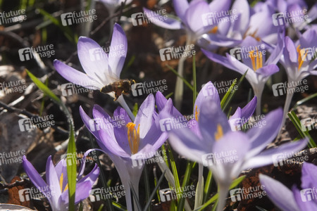 Krokusblüte in Berlin