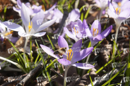 Krokusblüte in Berlin