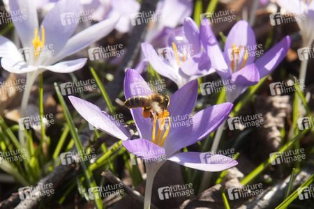 Krokusblüte in Berlin