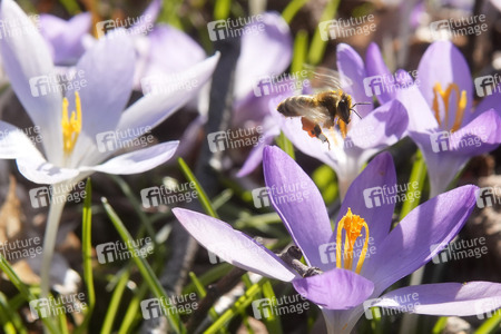 Krokusblüte in Berlin
