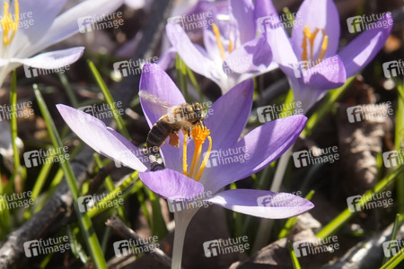 Krokusblüte in Berlin