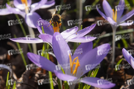 Krokusblüte in Berlin