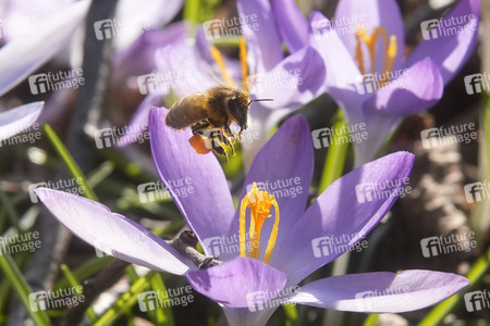 Krokusblüte in Berlin